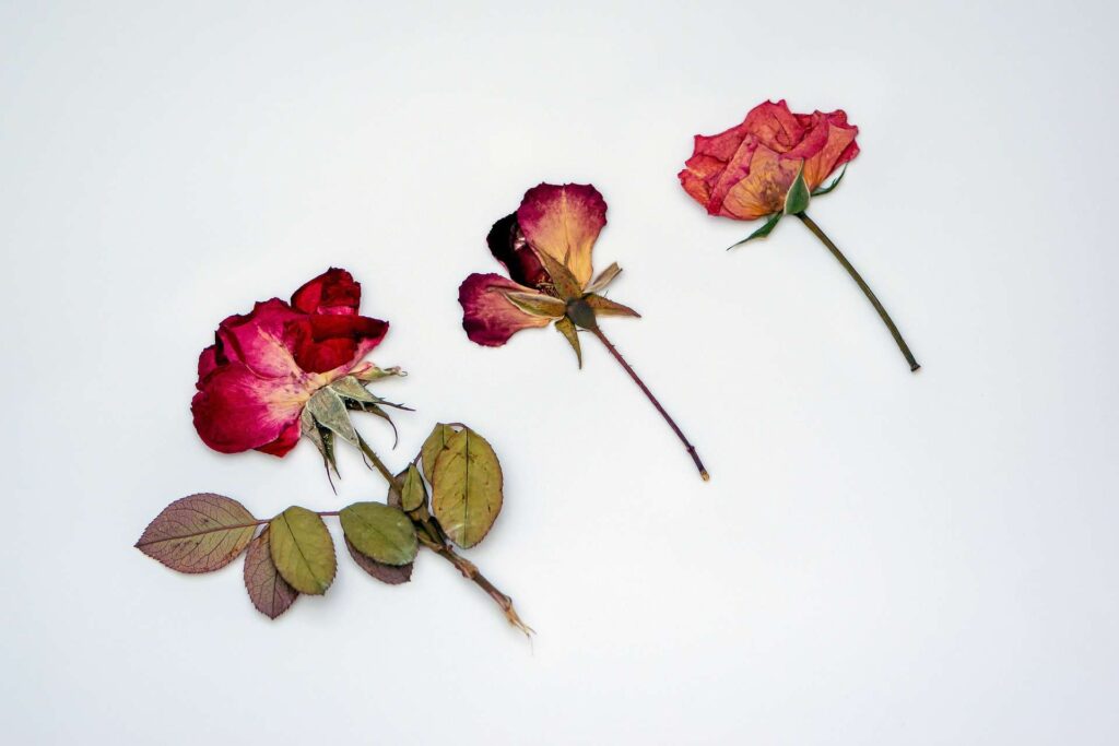 Dried Red Roses ready for making into Resin petal jewellery pendant